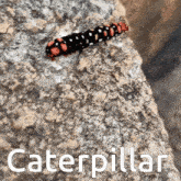 a caterpillar is crawling on a rock with the word caterpillar written below it