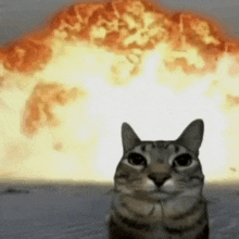 a cat is sitting in front of a huge explosion