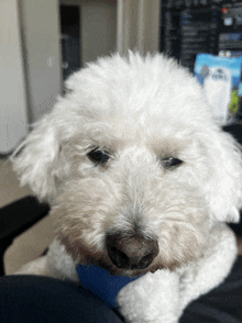 a small white dog laying on a person 's lap