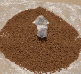 a cat is laying on a pile of dog food