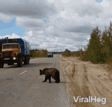 bear crossing the road walking out of my way danger