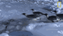 diving into the water national geographic penguins emperor penguins speed launch out of the water swimming