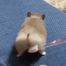 a hamster is standing on its hind legs on a blue carpet .