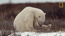 Cleaning Off Destination Wild GIF - Cleaning Off Destination Wild Cleaning Myself GIFs
