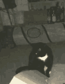 Baz Cat GIF - Baz Cat Jump GIFs