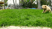 a dog is running through a lush green field of grass