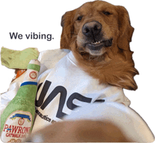 a dog wearing a pawroni catwalk dog shirt holds a stuffed animal