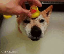 Dog Bath GIF - Dog Bath Rubber Duckie GIFs