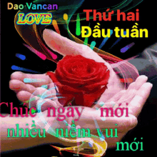 l%C3%AAnh%C3%A2n rose flower love dao vancan
