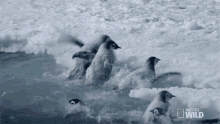 Getting Out Of The Water World Penguin Day GIF