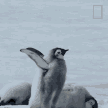 Im Ready National Geographic GIF - Im Ready National Geographic A Young Penguins First Plunge GIFs