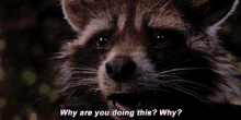 Rocket Raccoon Why Are You Doing This GIF - Rocket Raccoon Why Are You Doing This Why GIFs