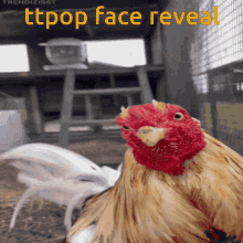 Ttpop Face Reveal GIF - Ttpop Face Reveal GIFs