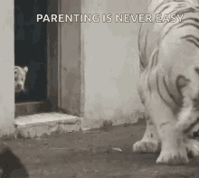 Scared Suprised GIF - Scared Suprised Cats Will Be Cats GIFs