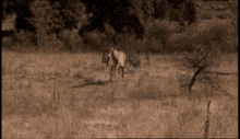 prehistoric animals predator wolves horse chasing