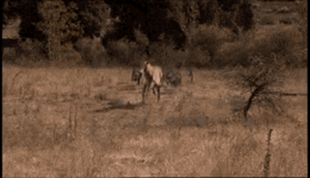 Prehistoric Animals Predator GIF - Prehistoric Animals Predator Wolves -  Discover & Share GIFs