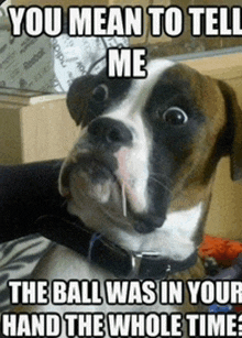 a brown and white boxer dog with a caption that says you mean to tell me the ball was in your hand the whole time