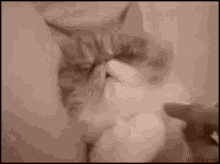 Wakeup Morning GIF - Wakeup Morning Cat GIFs
