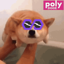 Polydoge Pdoge GIF