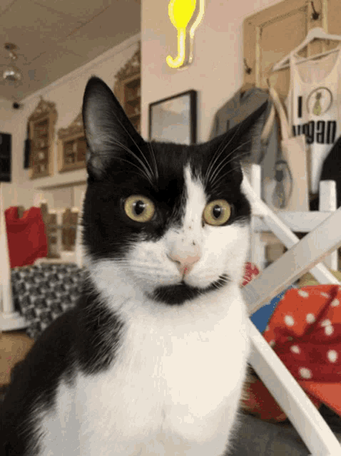 Superfette Katze GIF