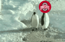 Youngstown Penguin GIF - Youngstown Penguin Ohio State GIFs