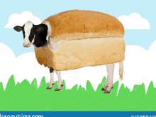 Polish Cow Gif - IceGif