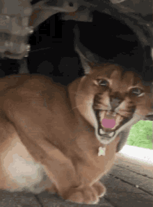 Floppa Cat GIF - Floppa Cat GIFs
