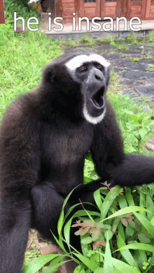 Gibbon Monkey GIF - Gibbon Monkey Mingler GIFs