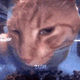 a close up of a cat eating from a bowl with the word zum written on it
