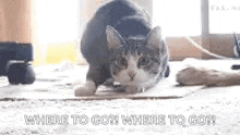 Excited Dance GIF - Excited Dance Cat GIFs
