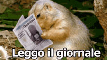 Marmotta Leggere Giornale Animale GIF - Groundhog Marmot Read GIFs