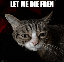 a picture of a cat with the words let me die fren below it