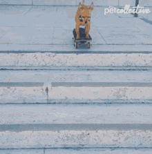 Skate Dog Skateboard GIF - Skate Dog Skateboard Im Coming GIFs