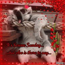 a lemur is tied to a rope and says it 's serene sunday what else is there to say