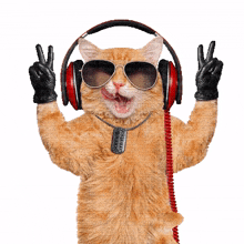 cat music