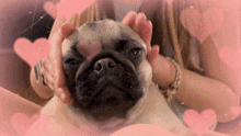 Pug Pug Dog GIF - Pug Pug Dog Pug Face GIFs