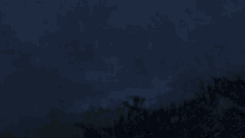 a dark blue background with a few trees in the background