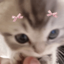 a close up of a kitten wearing two pink bows on its head .
