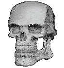 Skull Ayoo Sticker - Skull Ayoo Skull Ayoo Stickers