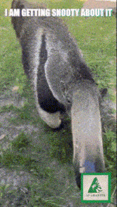 a picture of a koala eating grass with the caption i am getting snooty about it