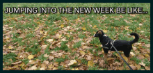 Dog New Week GIF - Dog New Week Monday GIFs