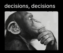a black and white photo of a chimpanzee thinking with the words decisions decisions below it