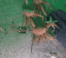 crab glove water