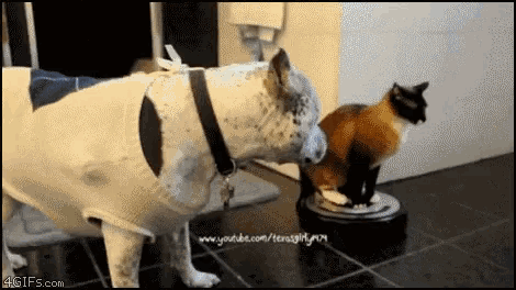 Cat Dog GIF - Cat Dog Roomba - Discover Share GIFs