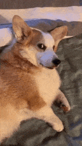 a brown and white dog is laying on a bed looking at the camera .