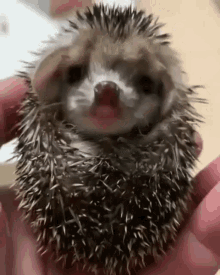 Hedgehog Yawn GIF - Hedgehog Yawn 5more Minutes GIFs