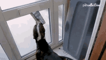 Getting Newspaper The Pet Collective GIF - Getting Newspaper The Pet Collective Smart Dog GIFs