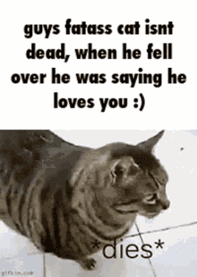 Fat Cat Dies GIF - Fat Cat Dies Ily GIFs