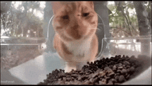 a close up of a cat looking at a bowl of coffee beans