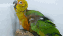 Bird Roosting GIF - Bird Roosting Roost GIFs